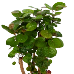 Polyscias Fabian - Aralia - P24 H100 - Kamerplant 7 Polyscias Fabian - Aralia - P24 H100 - Kamerplant -Tuinplantenwinkel polyscias fabian aralia p24 h100 5 1