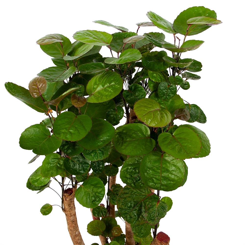 Polyscias Fabian - Aralia - P24 H100 - Kamerplant 4 Polyscias Fabian - Aralia - P24 H100 - Kamerplant - Afbeelding 2