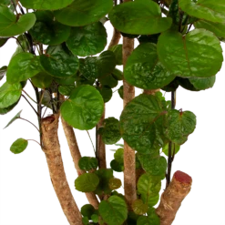 Polyscias Fabian - Aralia - P24 H100 - Kamerplant 8 Polyscias Fabian - Aralia - P24 H100 - Kamerplant -Tuinplantenwinkel polyscias fabian aralia p24 h100 6 1