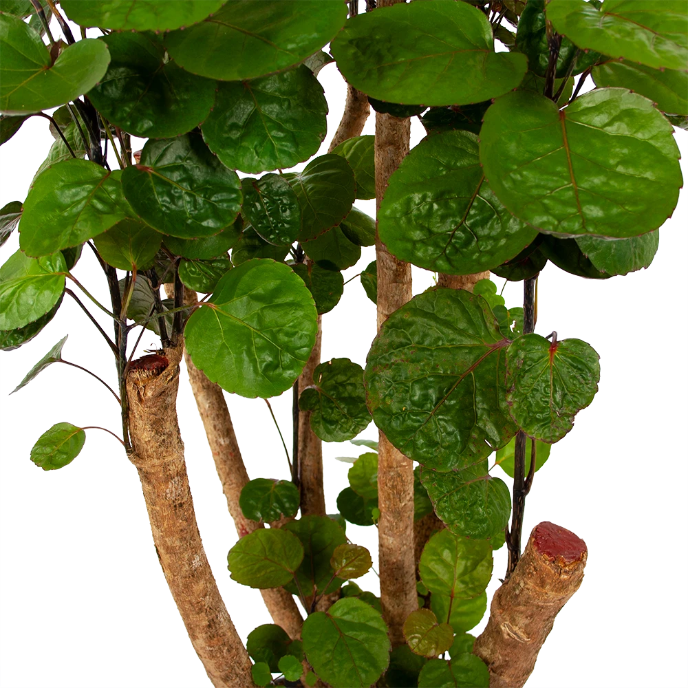 Polyscias Fabian - Aralia - P24 H100 - Kamerplant 5 Polyscias Fabian - Aralia - P24 H100 - Kamerplant - Afbeelding 3