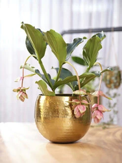 Bloempot Kody - D30 X H25cm - Goud 7 Bloempot Kody - D30 X H25cm - Goud -Tuinplantenwinkel pot kody gold d30 h25 bloempot 7 11