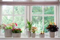 Bloempot Thies - D19 X H17cm - Olijf Groen -Tuinplantenwinkel pot thies olive green d19 h17 bloempot 7 9