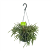 Rhipsalis Baccifera - In Hangpot - P17 H40 - Kamerplant -Tuinplantenwinkel rhipsalis baccifera in hangpot p17 h40 1