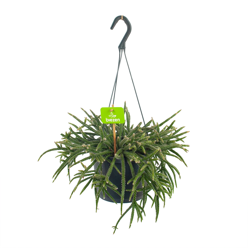 Rhipsalis Baccifera - In Hangpot - P17 H40 - Kamerplant 2 Rhipsalis Baccifera - In Hangpot - P17 H40 - Kamerplant