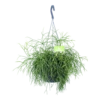 Rhipsalis Cassutha - Koraalcactus - In Hangpot - P17 H40 - Kamerplant -Tuinplantenwinkel rhipsalis cassutha koraalcactus in hangpot p17 h40 1