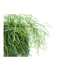 Rhipsalis Cassutha - Koraalcactus - In Hangpot - P17 H40 - Kamerplant -Tuinplantenwinkel rhipsalis cassutha koraalcactus in hangpot p17 h40 5