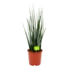 Sansevieria Fernwoord Mikado - Vrouwentong - P19 H75 - Kamerplant -Tuinplantenwinkel sansevieria fernwoord mikado vrouwentong p19 h75 1 2