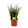 Sansevieria Fernwoord Punk - Vrouwentong - P14 H45 - Kamerplant -Tuinplantenwinkel sansevieria fernwoord punk vrouwentong p14 h45 1 2