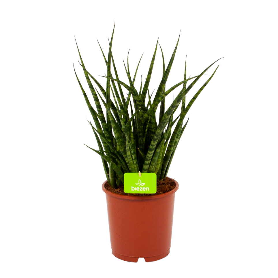 Sansevieria Fernwoord Punk - Vrouwentong - P14 H45 - Kamerplant 3 Sansevieria Fernwoord Punk - Vrouwentong - P14 H45 - Kamerplant