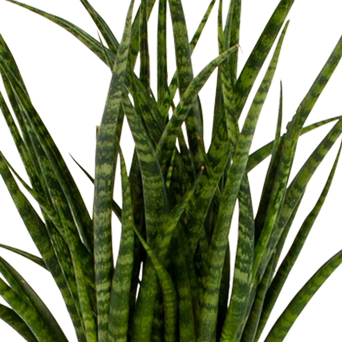 Sansevieria Fernwoord Punk - Vrouwentong - P14 H45 - Kamerplant 4 Sansevieria Fernwoord Punk - Vrouwentong - P14 H45 - Kamerplant - Afbeelding 2