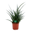 Sansevieria Fernwoord Punk - Vrouwentong - P17 H60 - Kamerplant -Tuinplantenwinkel sansevieria fernwoord punk vrouwentong p17 h60 kamerplant 1