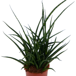 Sansevieria Fernwoord Punk - Vrouwentong - P17 H60 - Kamerplant -Tuinplantenwinkel sansevieria fernwoord punk vrouwentong p17 h60 kamerplant 2