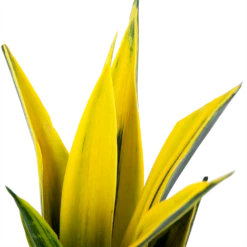 Sansevieria Gold Flame - Vrouwentong - P17 H50 - Kamerplant -Tuinplantenwinkel sansevieria gold flame vrouwentong p17 h50 5