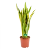 Sansevieria Laurentii - Vrouwentong - P21 H80 - Kamerplant -Tuinplantenwinkel sansevieria laurentii vrouwentong p21 h80 kamerplant 1