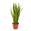 Sansevieria Laurentii - Vrouwentong - P30 H110 - Kamerplant 1 Sansevieria Laurentii - Vrouwentong - P30 H110 - Kamerplant -Tuinplantenwinkel sansevieria laurentii vrouwentong p30 h110 kamerplant 1