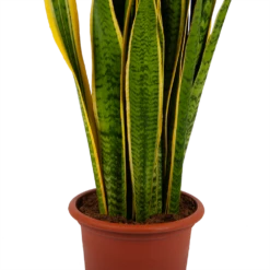 Sansevieria Laurentii - Vrouwentong - P30 H110 - Kamerplant 7 Sansevieria Laurentii - Vrouwentong - P30 H110 - Kamerplant -Tuinplantenwinkel sansevieria laurentii vrouwentong p30 h110 kamerplant 2