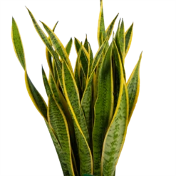 Sansevieria Laurentii - Vrouwentong - P30 H110 - Kamerplant 8 Sansevieria Laurentii - Vrouwentong - P30 H110 - Kamerplant -Tuinplantenwinkel sansevieria laurentii vrouwentong p30 h110 kamerplant 3