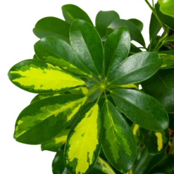 Schefflera Arboricola Gold Capella Mosstok - Vingerboom - P19 H75 - Kamerplant -Tuinplantenwinkel schefflera arboricola gold capella vingerboom p19 h75 5