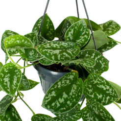 Scindapsus Pictus Trebie - Epipremnum - In Hangpot - P15 H20 - Kamerplant -Tuinplantenwinkel scindapsus pictus trebie epipremnum in hangpot p15 5 1