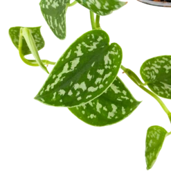 Scindapsus Pictus Trebie - Epipremnum - In Hangpot - P15 H20 - Kamerplant -Tuinplantenwinkel scindapsus pictus trebie epipremnum in hangpot p15 6 1