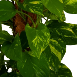 Scindapsus Pinnatum Aureum Op Mosstok - Epipremnum - P27 H150 - Kamerplant -Tuinplantenwinkel scindapsus pinnatum aureum op mosstok epipremnum p27 h150 4