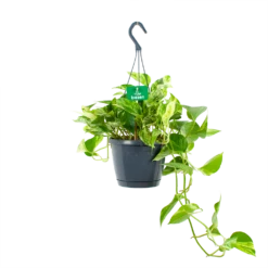 Scindapsus Pinnatum Marble Queen - Epipremnum - Hangpot - P17 H35 - Kamerplant