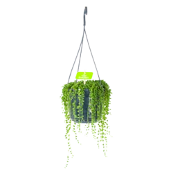 Senecio Rowleyanus - Erwtenplant - In Hangpot - P17 H20 - Kamerplant