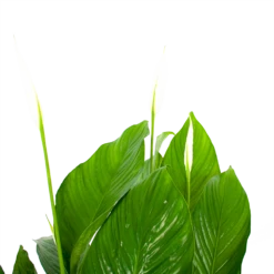 Spathiphyllum Wallisii - Lepelplant - P19 H80 Wit - Kamerplant -Tuinplantenwinkel spathiphyllum wallisii lepelplant p19 h80 wit 5