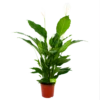 Spathiphyllum Wallisii - Lepelplant - P24 H120 Wit - Kamerplant -Tuinplantenwinkel spathiphyllum wallisii lepelplant p24 h120 wit 4