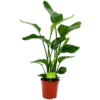 Strelitzia Nicolai - Paradijsvogelpant - P19 H80 - Kamerplant -Tuinplantenwinkel strelitzia nicolai paradijsvogelpant p19 h80 4