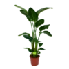 Strelitzia Nicolai - Paradijsvogelpant - P27 H180 - Kamerplant 1 Strelitzia Nicolai - Paradijsvogelpant - P27 H180 - Kamerplant -Tuinplantenwinkel strelitzia nicolai paradijsvogelpant p27 h180 1 1 1