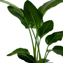 Strelitzia Nicolai - Paradijsvogelpant - P27 H180 - Kamerplant 7 Strelitzia Nicolai - Paradijsvogelpant - P27 H180 - Kamerplant -Tuinplantenwinkel strelitzia nicolai paradijsvogelpant p27 h180 5 2