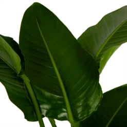 Strelitzia Nicolai - Paradijsvogelpant - P27 H180 - Kamerplant 8 Strelitzia Nicolai - Paradijsvogelpant - P27 H180 - Kamerplant -Tuinplantenwinkel strelitzia nicolai paradijsvogelpant p27 h180 6 2