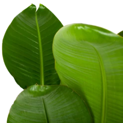 Strelitzia Nicolai - Paradijsvogelpant - P28 H130 - Kamerplant -Tuinplantenwinkel strelitzia nicolai paradijsvogelpant p28 h130 5