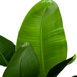 Strelitzia Nicolai - Paradijsvogelpant - P28 H130 - Kamerplant -Tuinplantenwinkel strelitzia nicolai paradijsvogelpant p28 h130 6