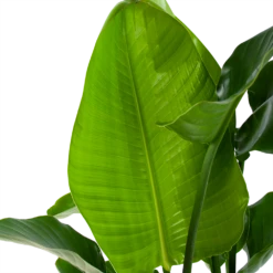 Strelitzia Nicolai - Paradijsvogelpant - P30 H130 - Kamerplant 8 Strelitzia Nicolai - Paradijsvogelpant - P30 H130 - Kamerplant -Tuinplantenwinkel strelitzia nicolai paradijsvogelpant p30 h130 4