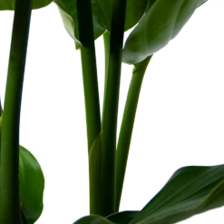 Strelitzia Nicolai - Paradijsvogelpant - P30 H130 - Kamerplant 9 Strelitzia Nicolai - Paradijsvogelpant - P30 H130 - Kamerplant -Tuinplantenwinkel strelitzia nicolai paradijsvogelpant p30 h130 5