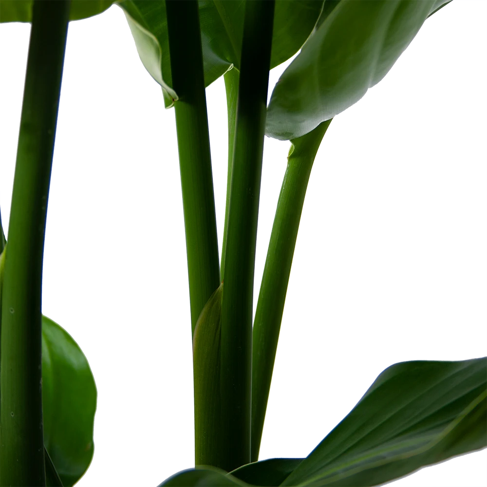 Strelitzia Nicolai - Paradijsvogelpant - P30 H130 - Kamerplant 5 Strelitzia Nicolai - Paradijsvogelpant - P30 H130 - Kamerplant - Afbeelding 3
