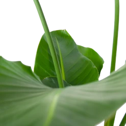 Strelitzia Nicolai - Paradijsvogelpant - P30 H130 - Kamerplant 10 Strelitzia Nicolai - Paradijsvogelpant - P30 H130 - Kamerplant -Tuinplantenwinkel strelitzia nicolai paradijsvogelpant p30 h130 6