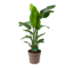 Strelitzia Nicolai - Paradijsvogelpant - P30 H130 - Kamerplant 2 Strelitzia Nicolai - Paradijsvogelpant - P30 H130 - Kamerplant -Tuinplantenwinkel strelitzia nicolai paradijsvogelpant p30 h130 kamerplant