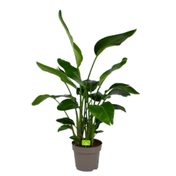 Strelitzia Nicolai - Paradijsvogelpant - P32,5 H165 - Kamerplant