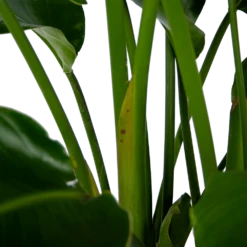 Strelitzia Nicolai - Paradijsvogelpant - P32,5 H165 - Kamerplant -Tuinplantenwinkel strelitzia nicolai paradijsvogelpant p32 5 h165 6