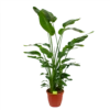 Strelitzia Nicolai - Paradijsvogelpant - P36 H170 - Kamerplant 1 Strelitzia Nicolai - Paradijsvogelpant - P36 H170 - Kamerplant -Tuinplantenwinkel strelitzia nicolai paradijsvogelpant p36 h170 kamerplant 1 1
