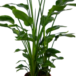 Strelitzia Nicolai - Paradijsvogelpant - P36 H170 - Kamerplant -Tuinplantenwinkel strelitzia nicolai paradijsvogelpant p36 h170 kamerplant 4 1