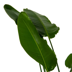 Strelitzia Nicolai - Paradijsvogelpant - P36 H170 - Kamerplant -Tuinplantenwinkel strelitzia nicolai paradijsvogelpant p36 h170 kamerplant 6
