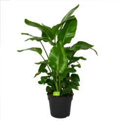 Strelitzia Nicolai - Paradijsvogelpant - P38 H160 - Kamerplant