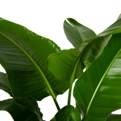 Strelitzia Nicolai - Paradijsvogelpant - P38 H160 - Kamerplant -Tuinplantenwinkel strelitzia nicolai paradijsvogelpant p38 h160 4