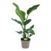 Strelitzia Nicolai - Paradijsvogelplant - P17 H60 - Kamerplant -Tuinplantenwinkel strelitzia nicolai paradijsvogelplant p17 h60 1