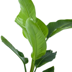 Strelitzia Nicolai - Paradijsvogelplant - P17 H60 - Kamerplant -Tuinplantenwinkel strelitzia nicolai paradijsvogelplant p17 h60 5