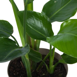 Strelitzia Nicolai - Paradijsvogelplant - P17 H60 - Kamerplant -Tuinplantenwinkel strelitzia nicolai paradijsvogelplant p17 h60 6